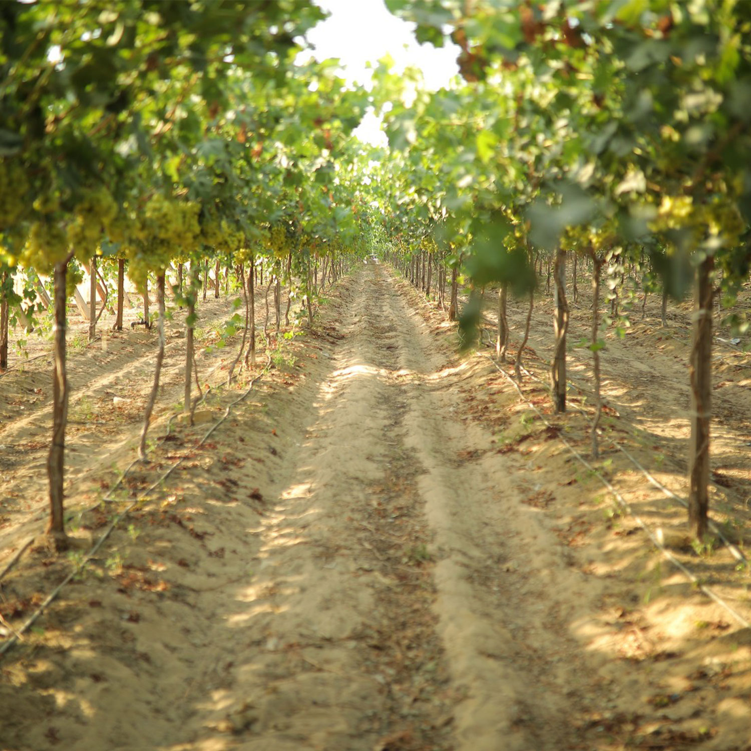 Agric Image description